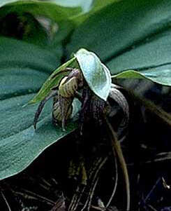 Image of Clustered lady's slipper