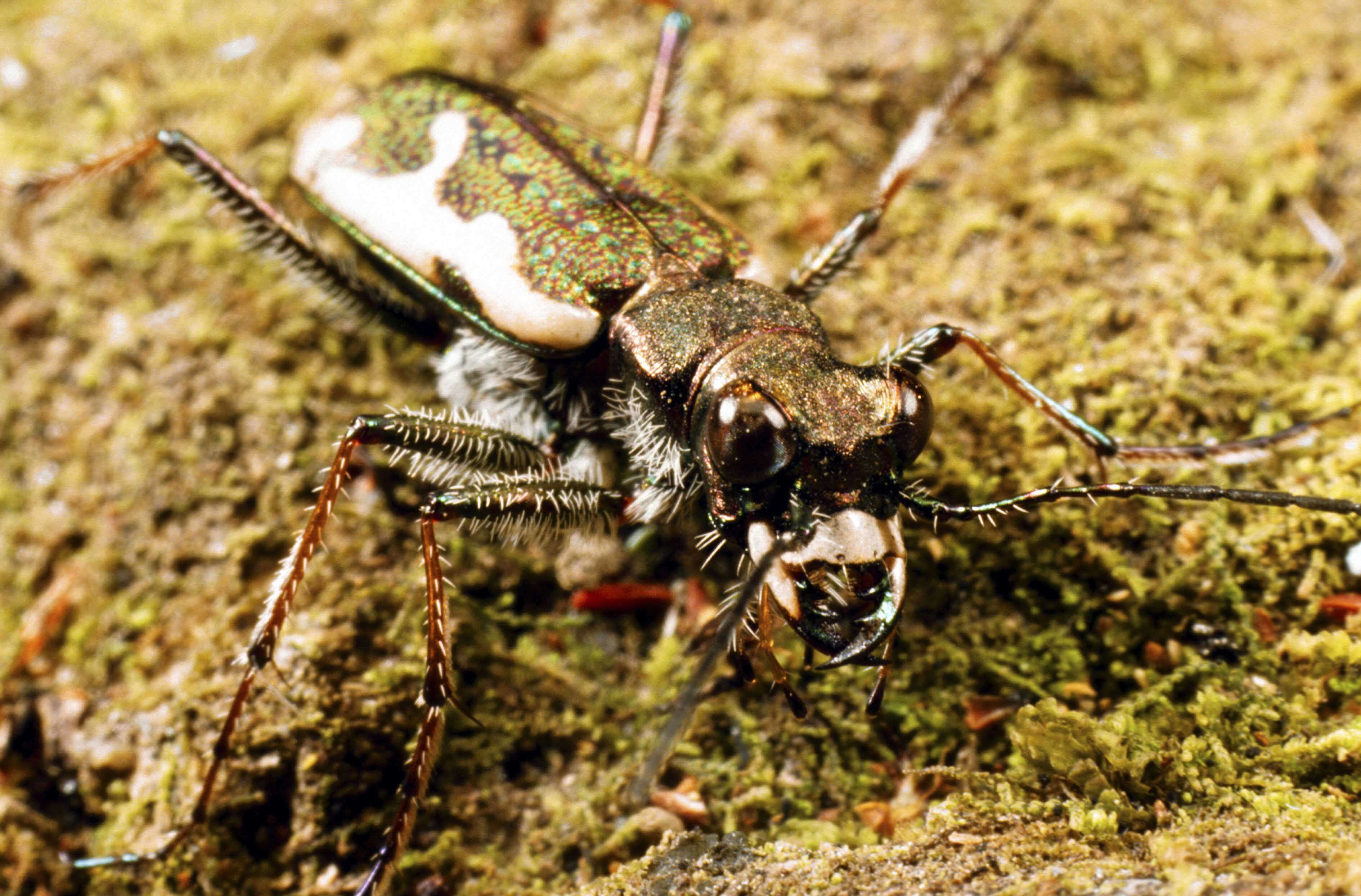 Image of Neocicindela