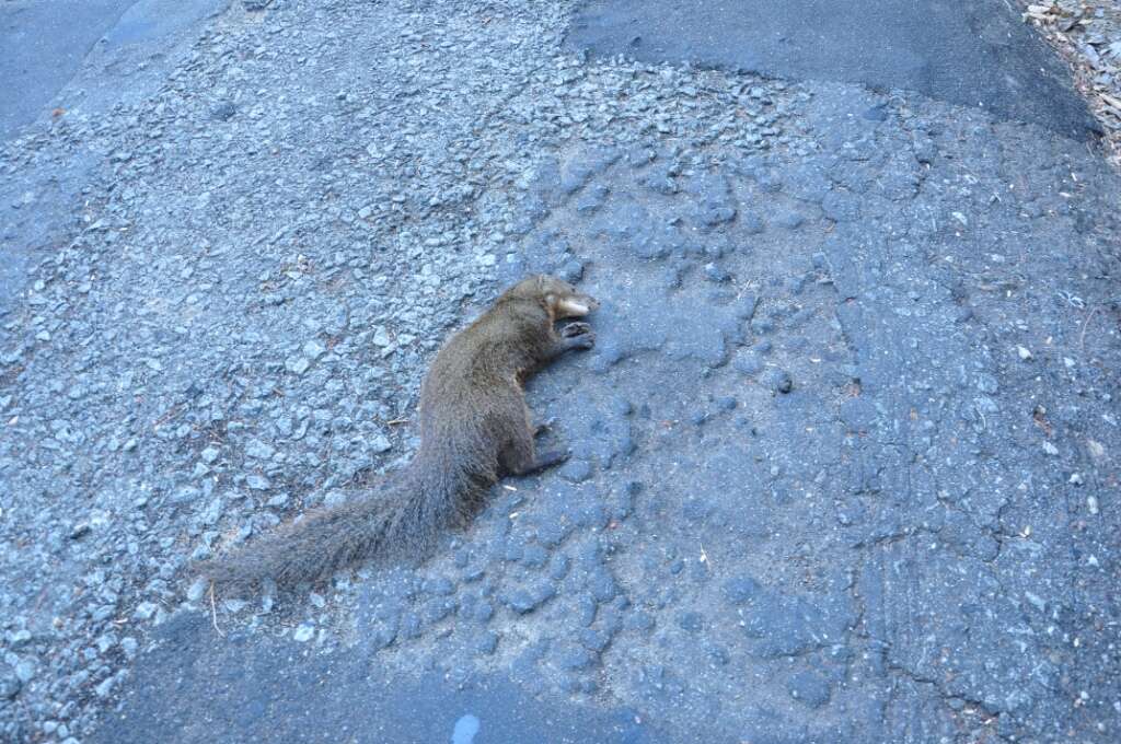 Image of Brown Mongoose