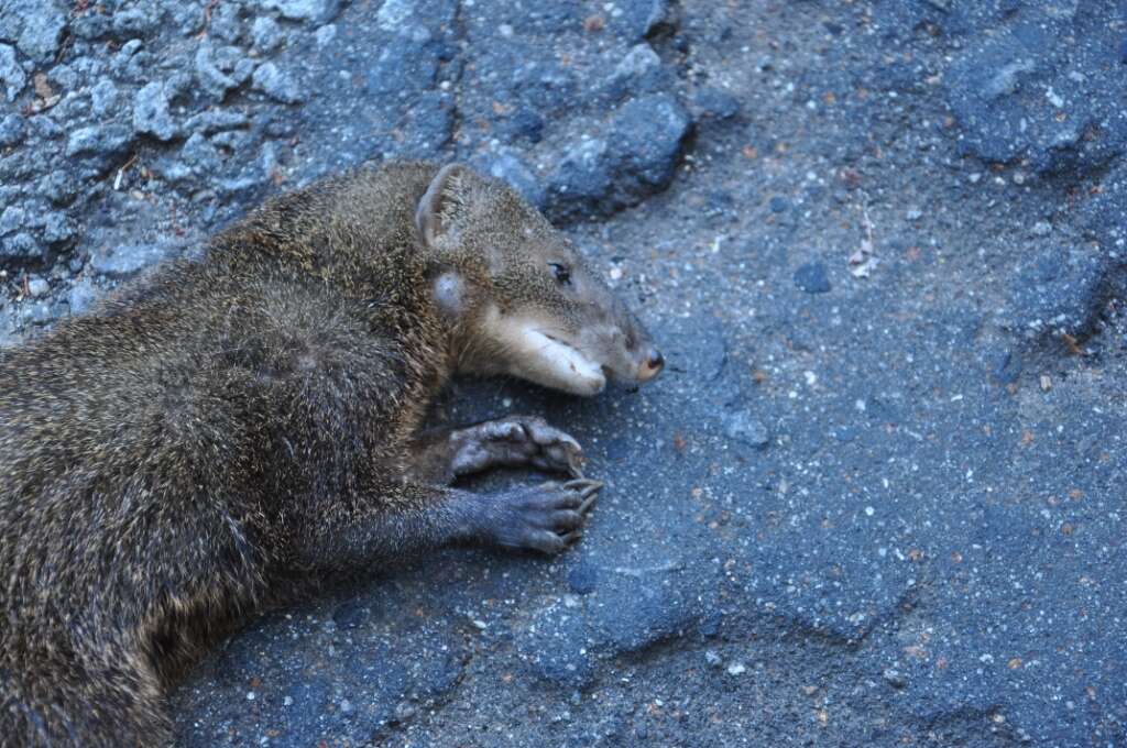 Image of Brown Mongoose