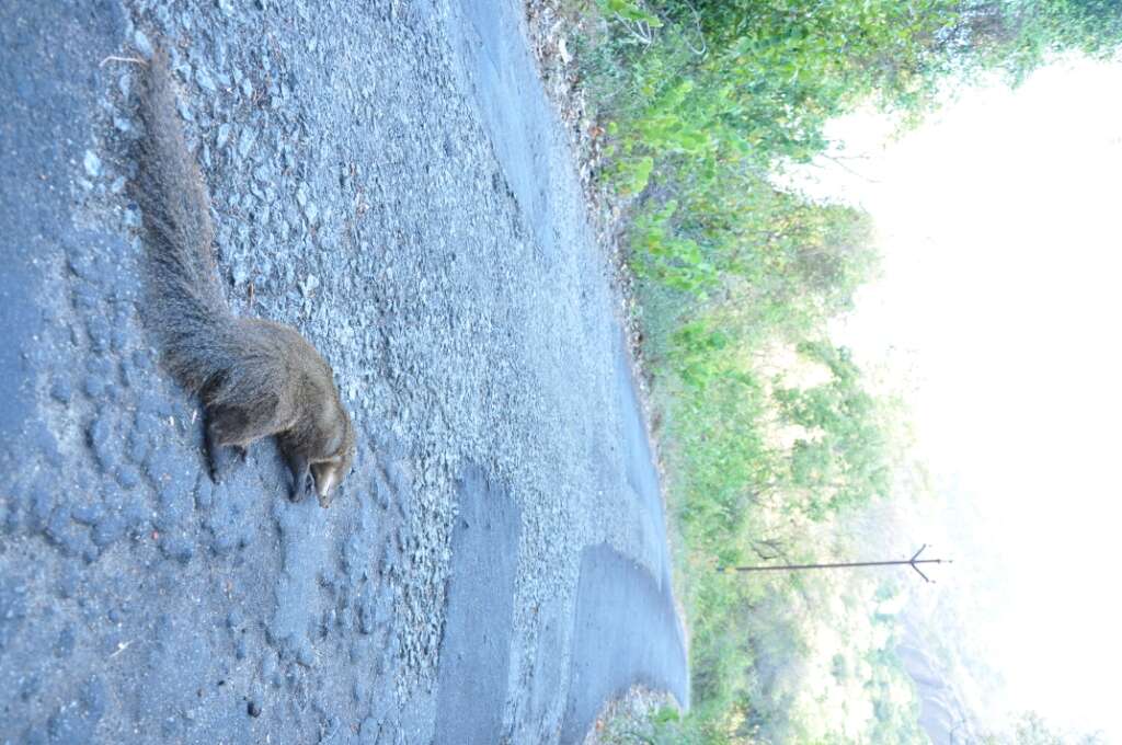 Image of Brown Mongoose