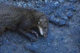 Image of Brown Mongoose