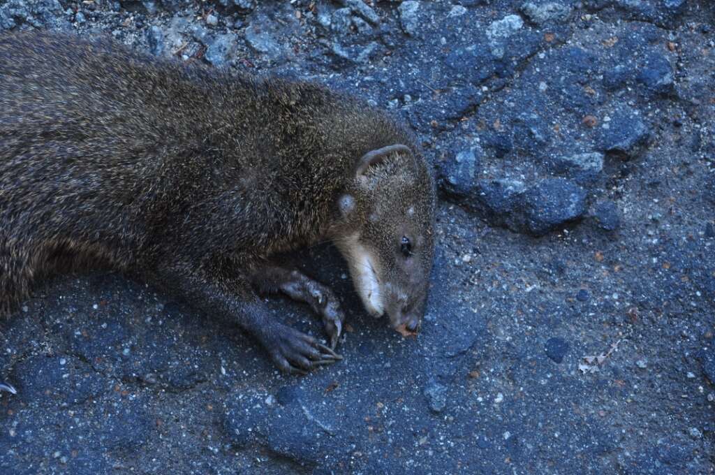 Image of Brown Mongoose