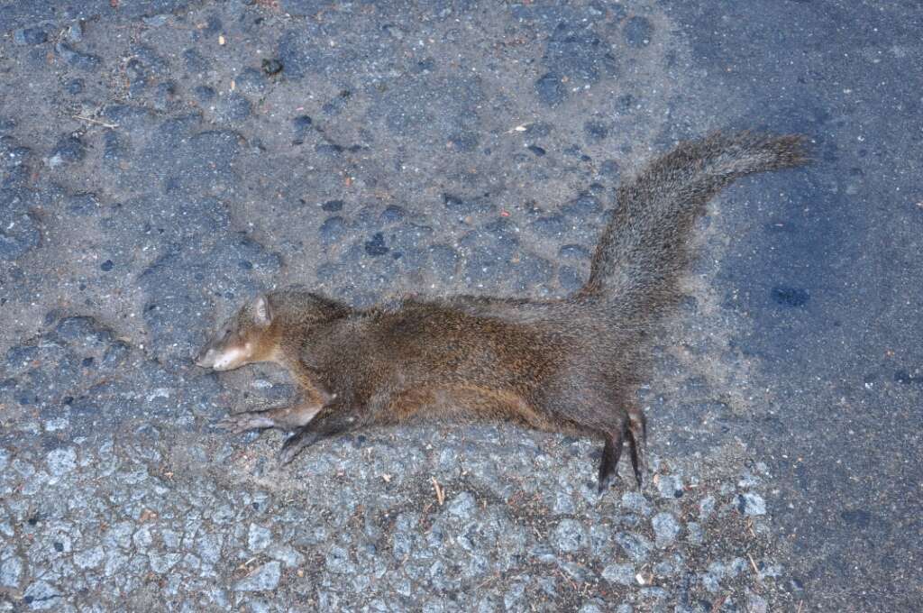 Image of Brown Mongoose