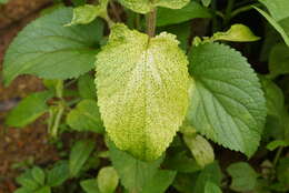 Image of tropical whiteweed