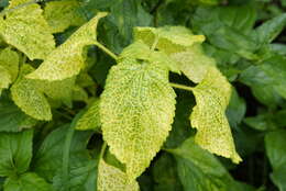 Image of tropical whiteweed