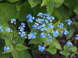 Plancia ëd Brunnera macrophylla (Adams) I. M. Johnst.