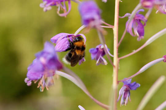 Plancia ëd Bombus cingulatus Wahlberg 1855