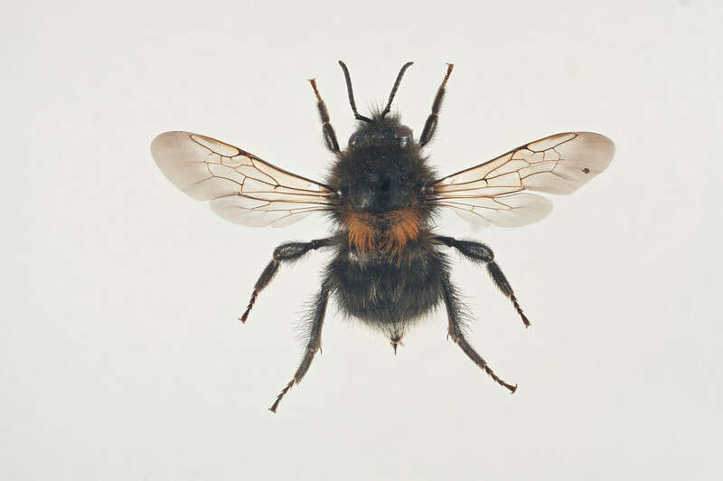 Image of Bombus cingulatus Wahlberg 1855