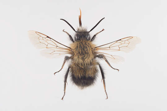 Image of Bombus cingulatus Wahlberg 1855