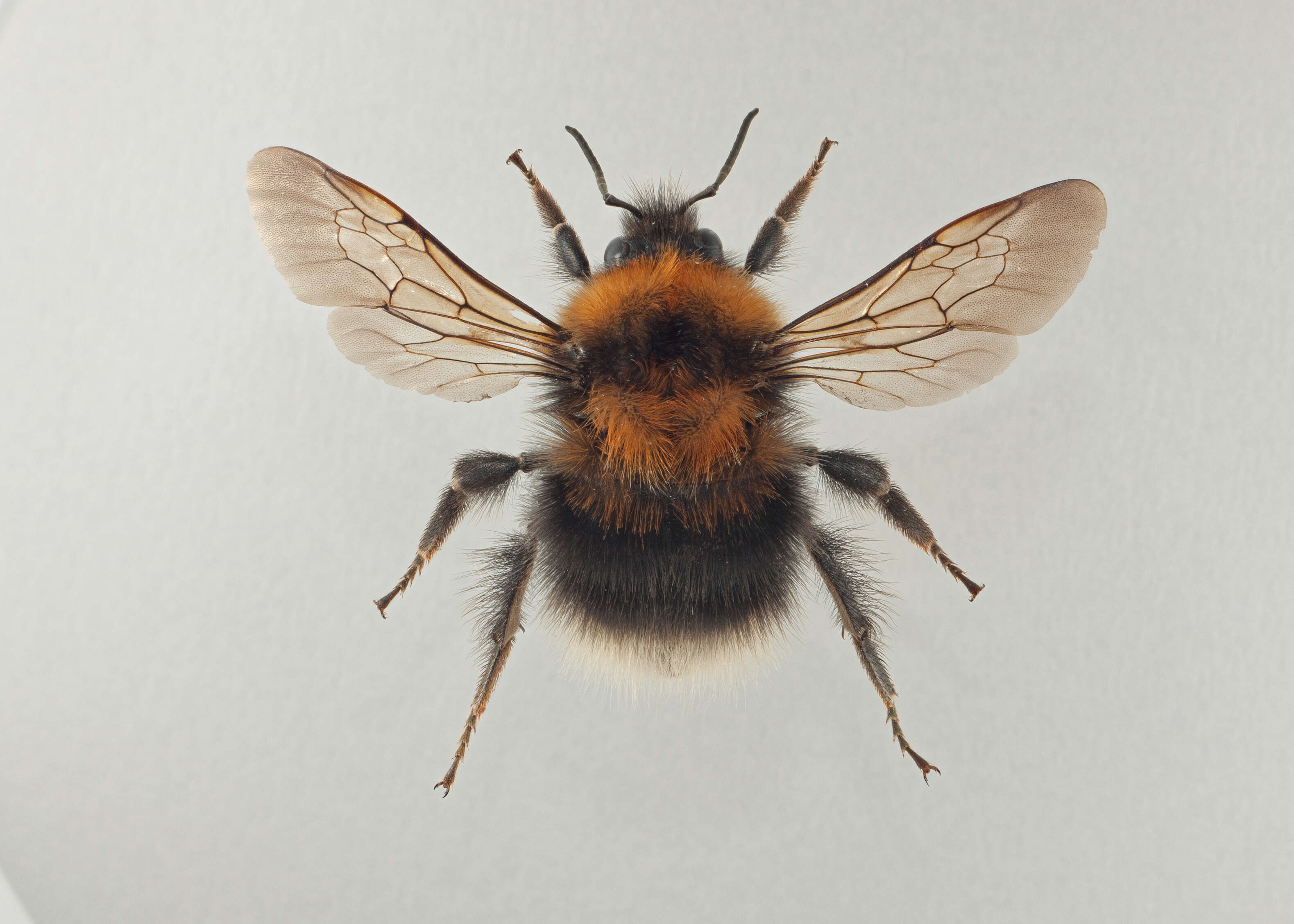 Image of Bombus cingulatus Wahlberg 1855