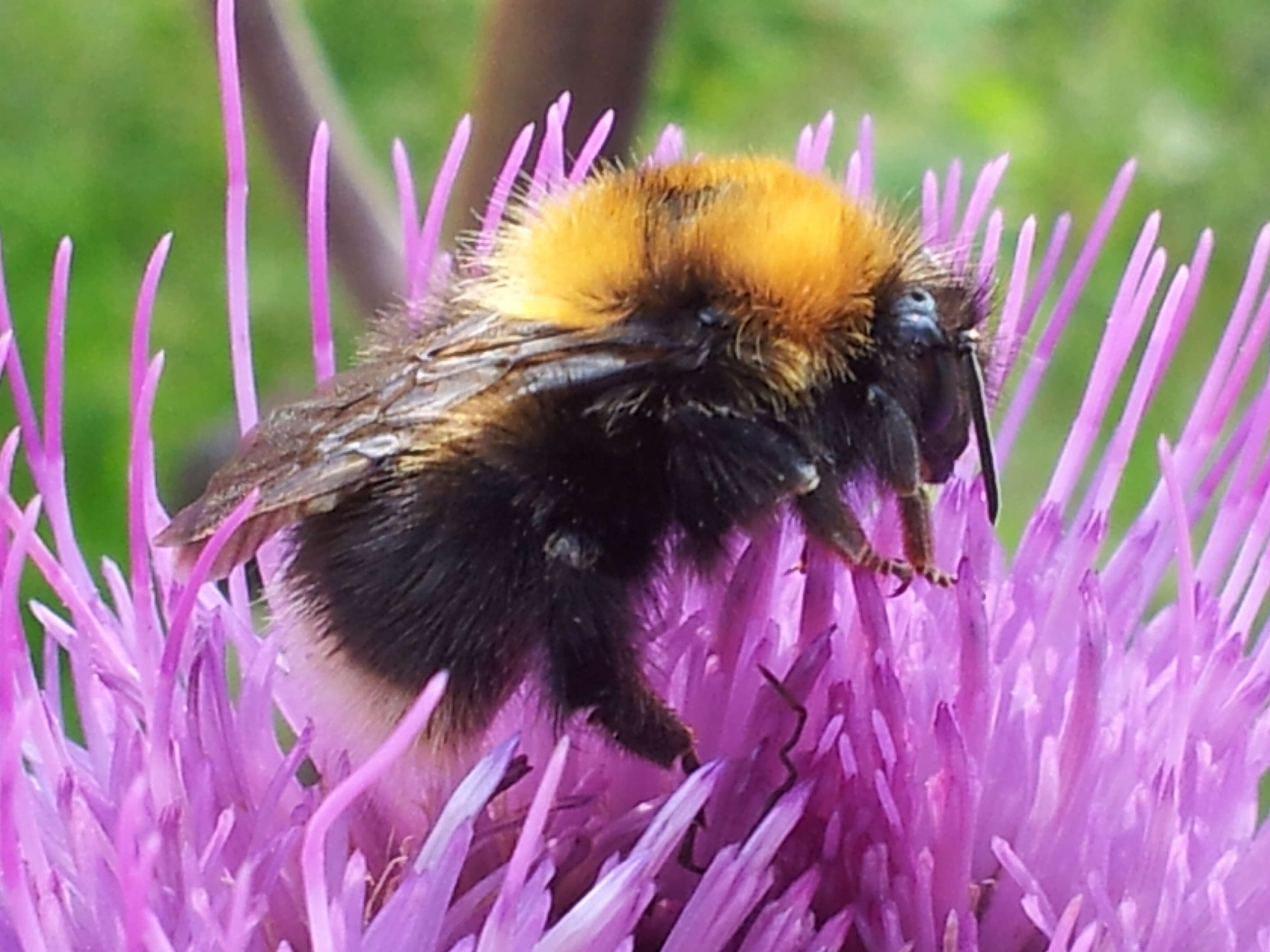 Image of Bombus cingulatus Wahlberg 1855