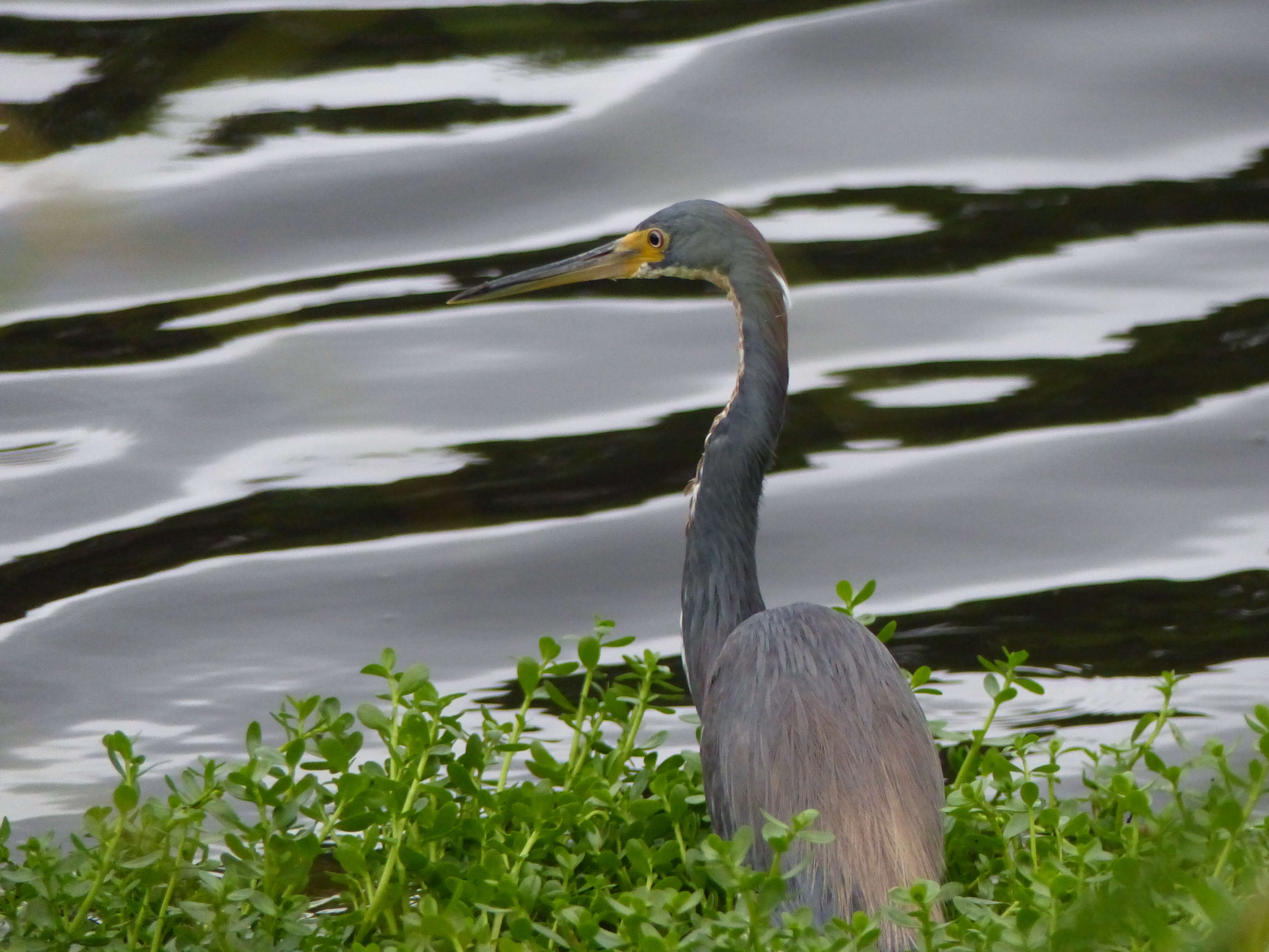 Image de Aigrette tricolore