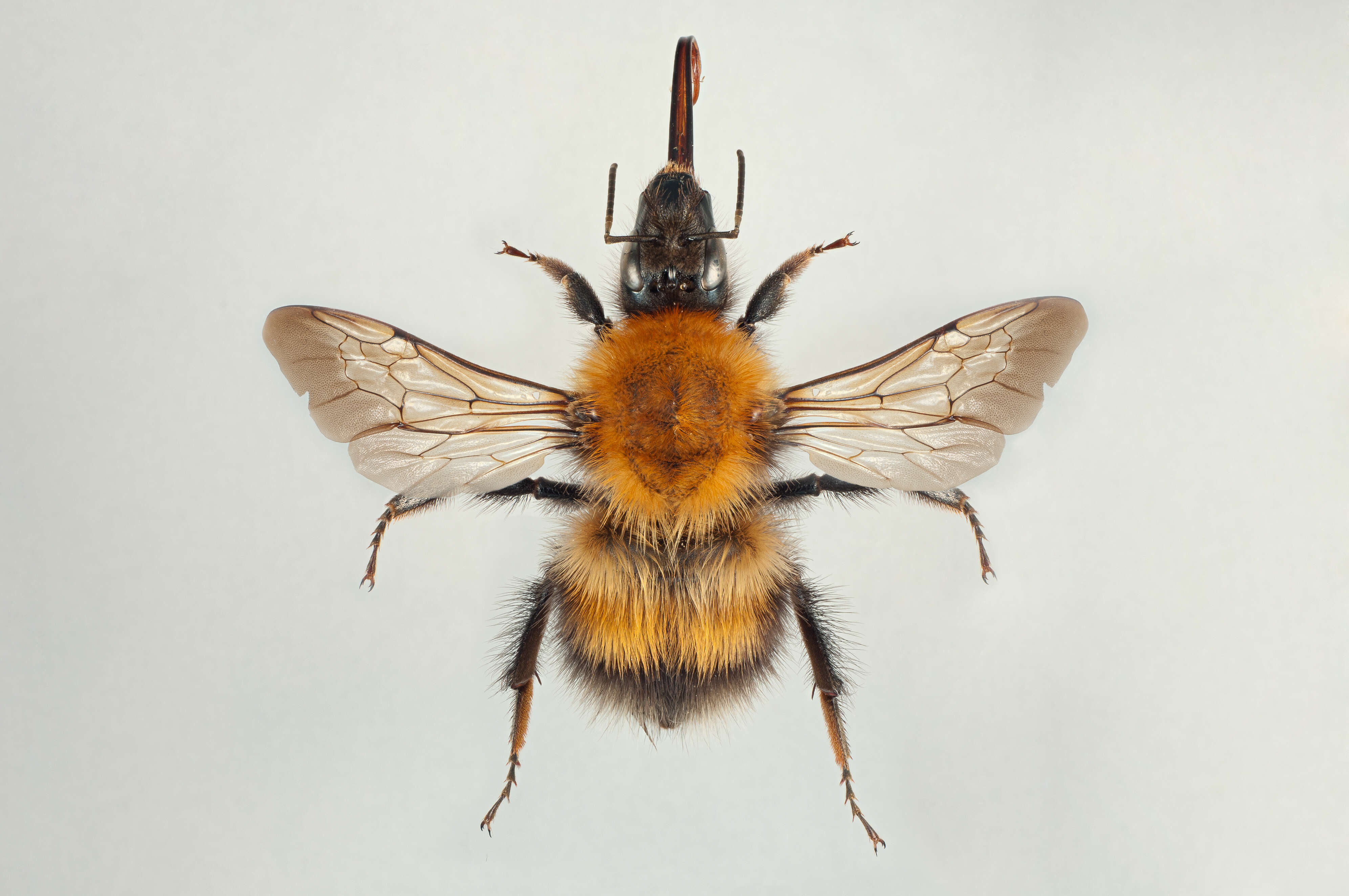 Image of Bombus consobrinus Dahlbom 1832