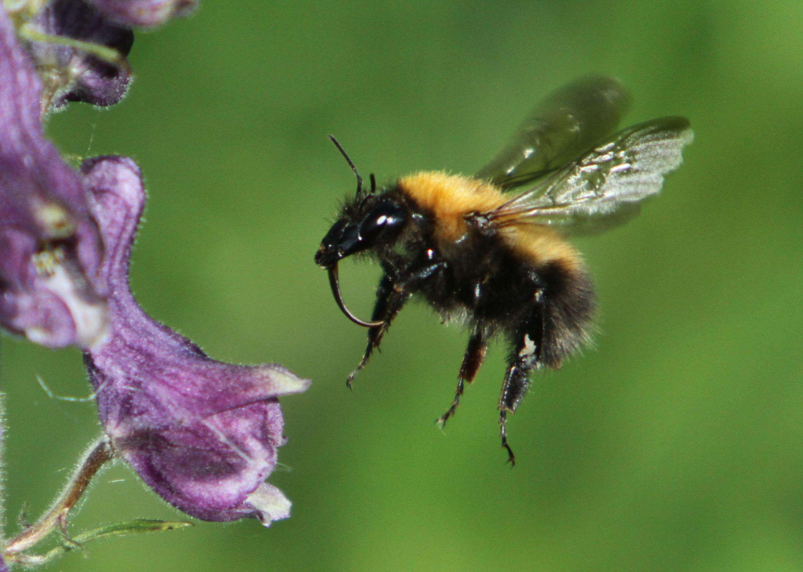 Image of Bombus consobrinus Dahlbom 1832