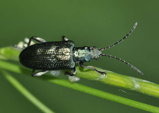 Image of Plateumaris sericea