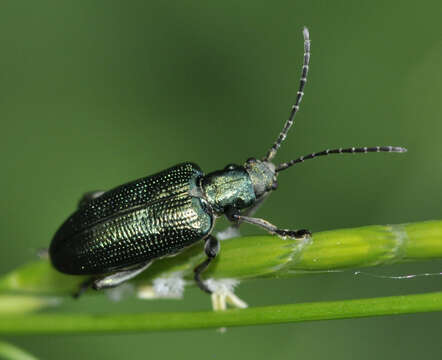 Image of Plateumaris sericea