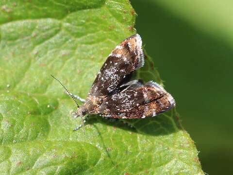 Image of Prochoreutis sehestediana