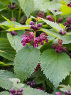 Image of Lamium orvala L.