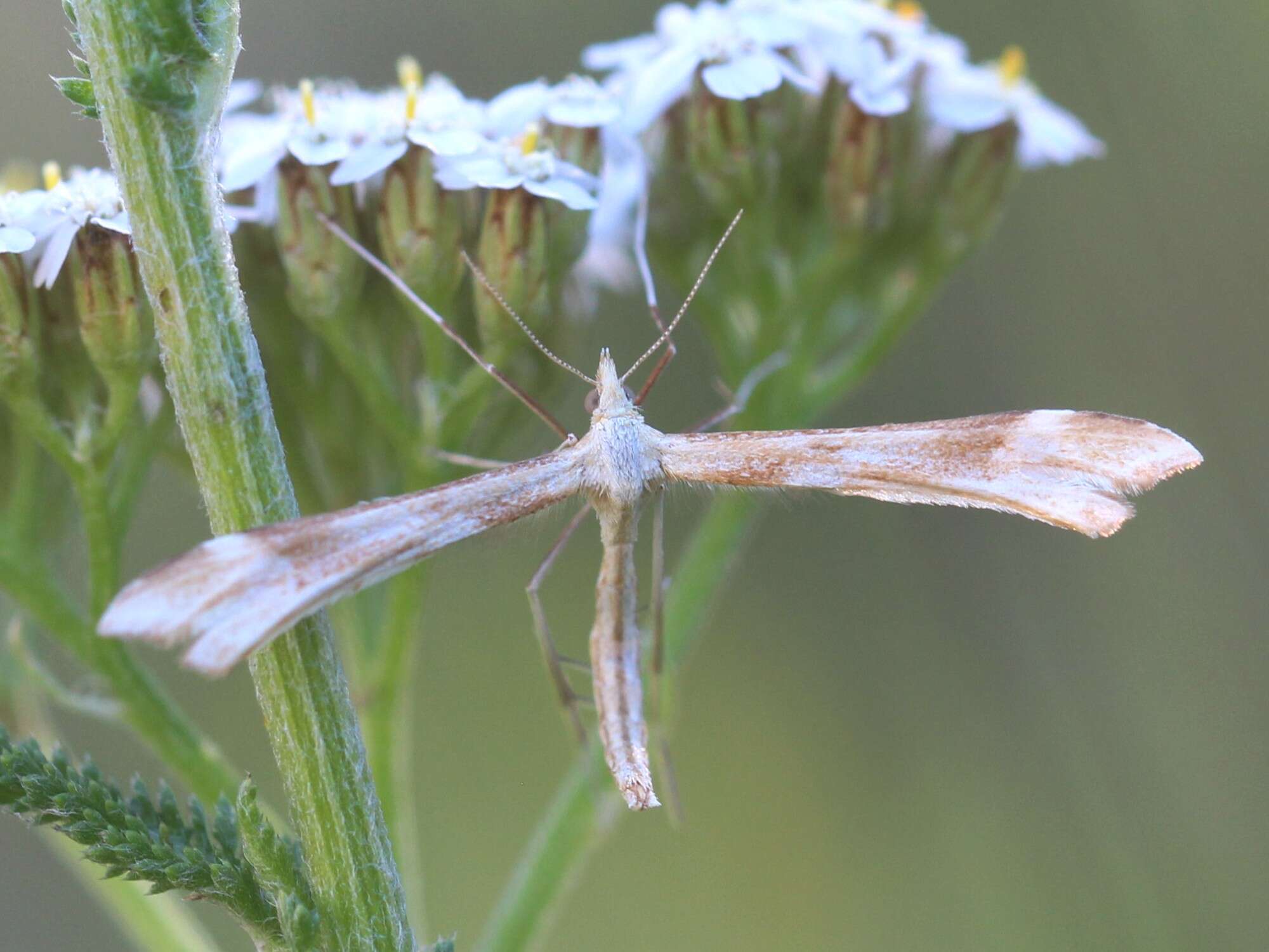 Gillmeria pallidactyla (Haworth 1811) resmi