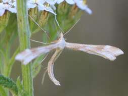 Gillmeria pallidactyla (Haworth 1811) resmi