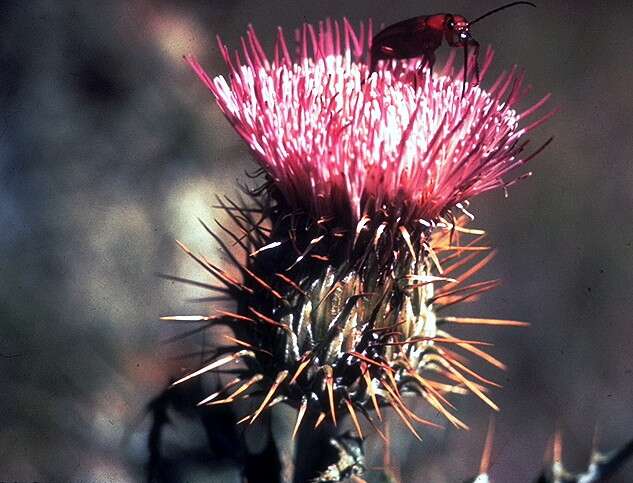 Plancia ëd Cirsium ochrocentrum A. Gray