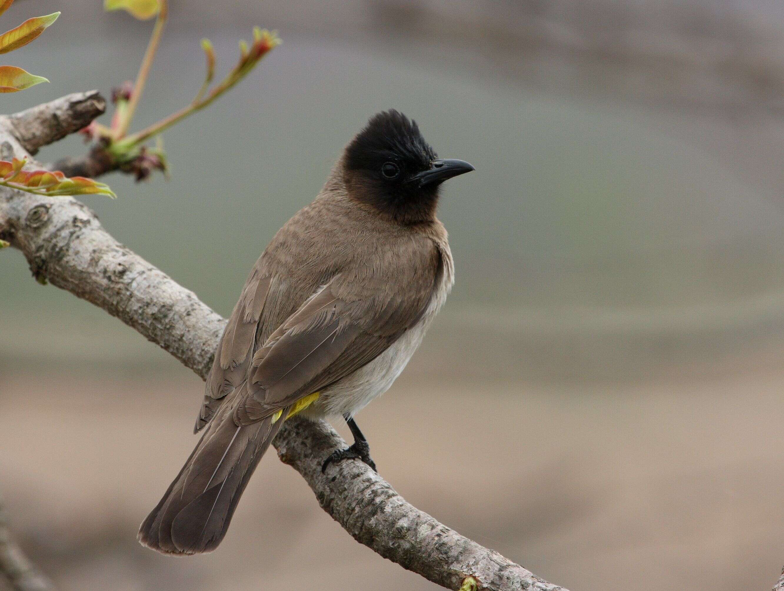 Imagem de Pycnonotus tricolor (Hartlaub 1862)