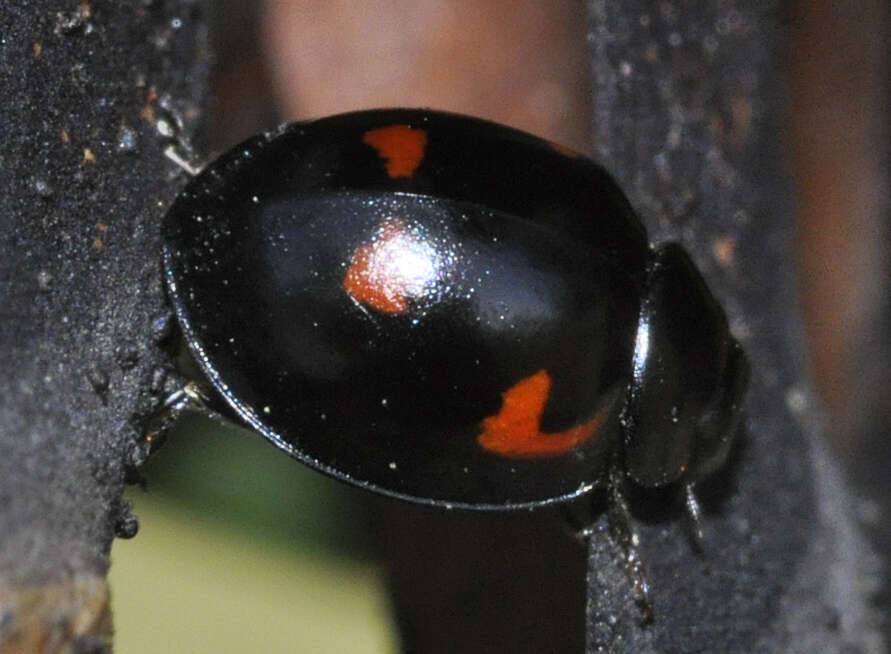 Image of Pine Lady Beetle