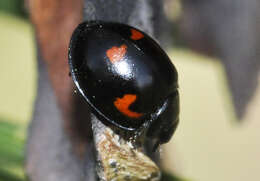 Image of Pine Lady Beetle