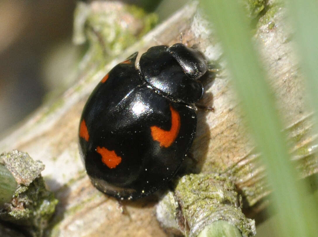 Image of Pine Lady Beetle