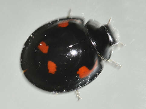 Image of Pine Lady Beetle