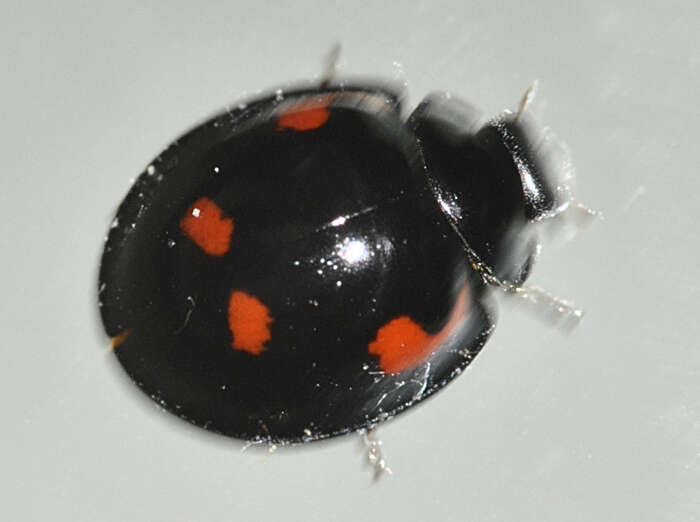 Image of Pine Lady Beetle