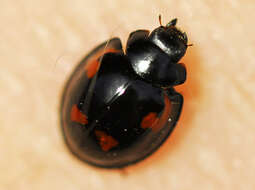 Image of Pine Lady Beetle