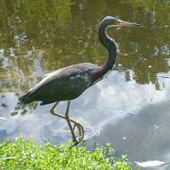 Image de Aigrette tricolore