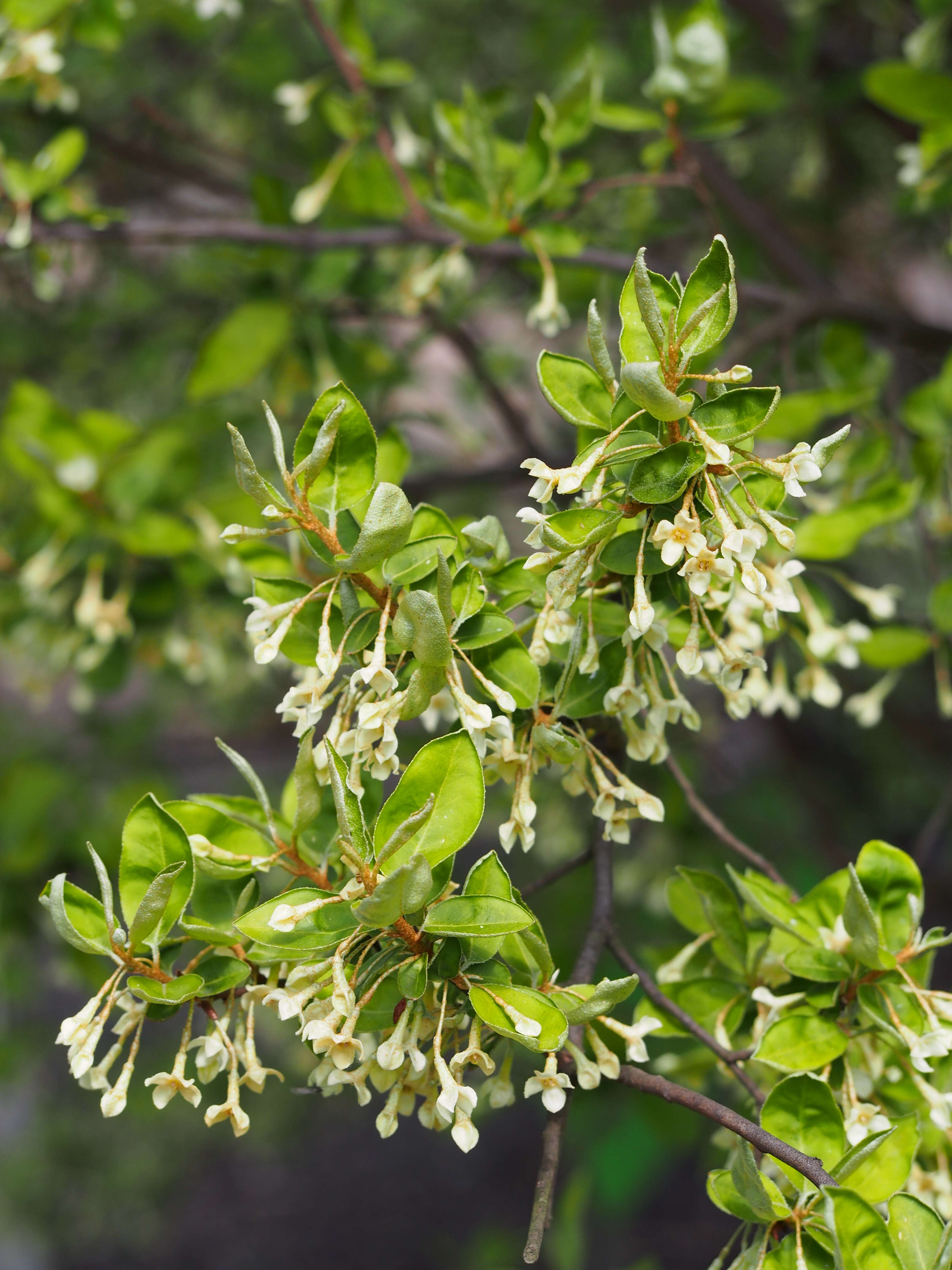 Image of cherry silverberry
