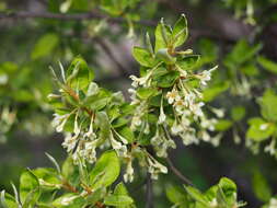 Image of cherry silverberry