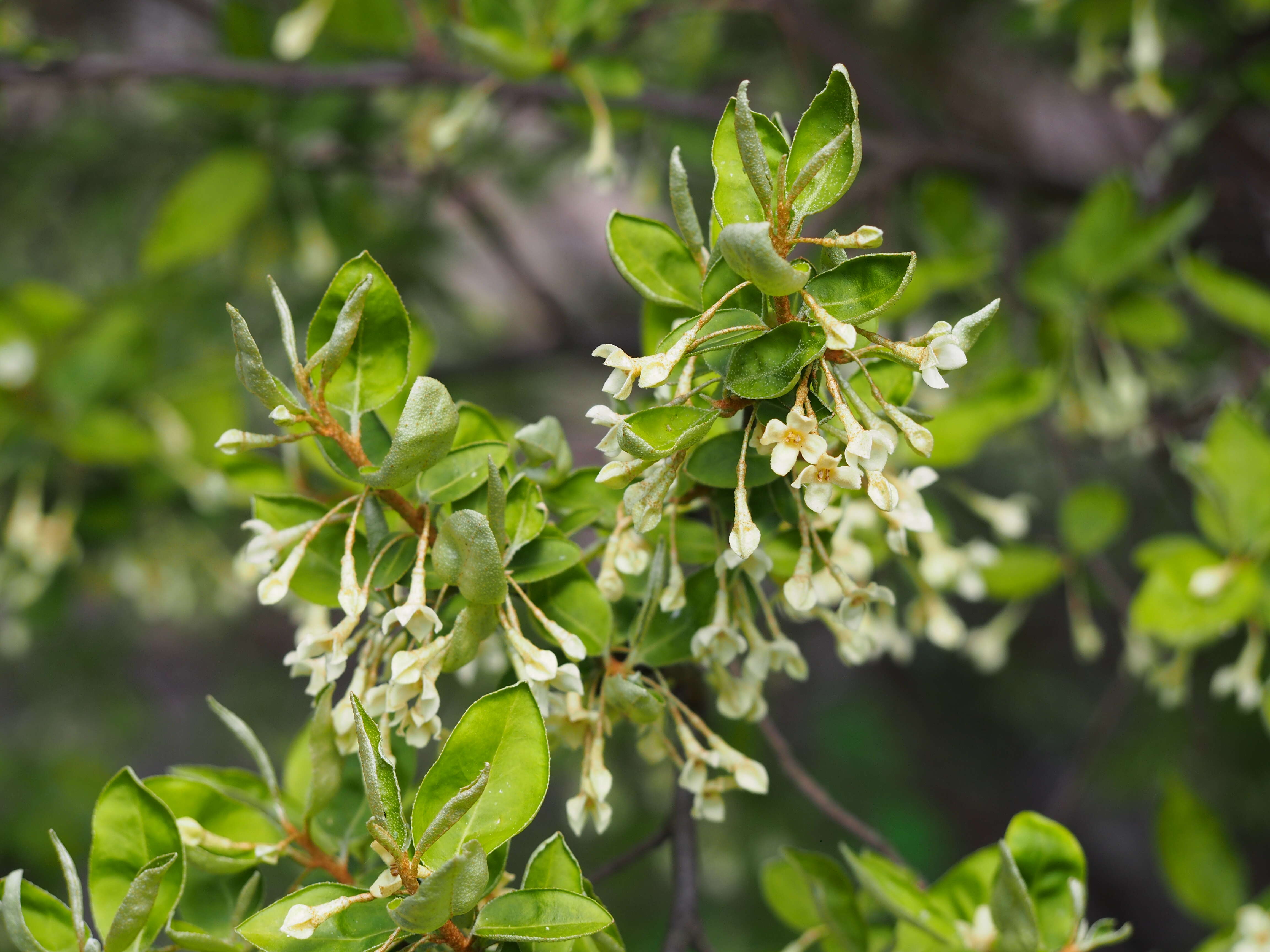 Image of cherry silverberry