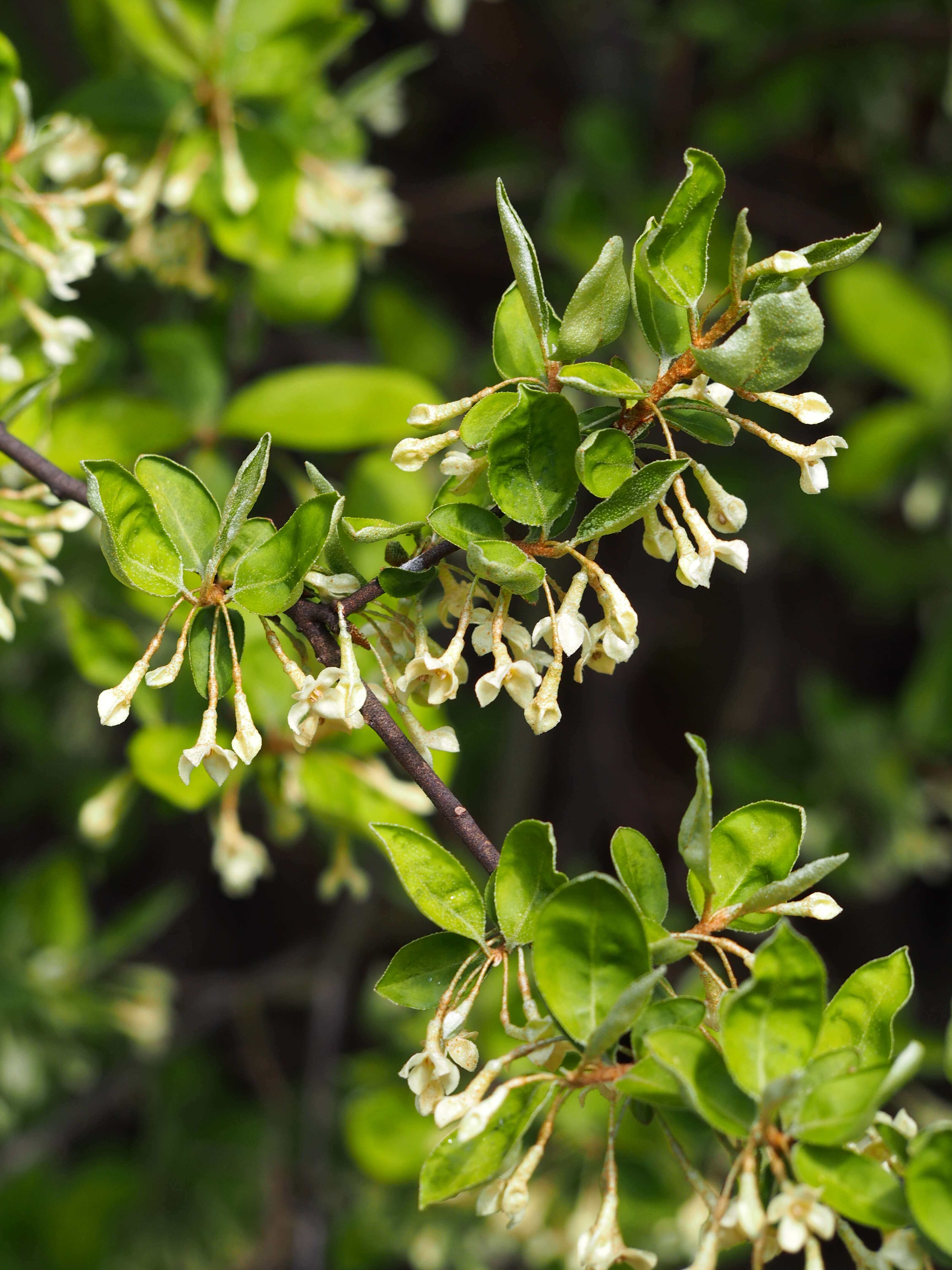 Image of cherry silverberry