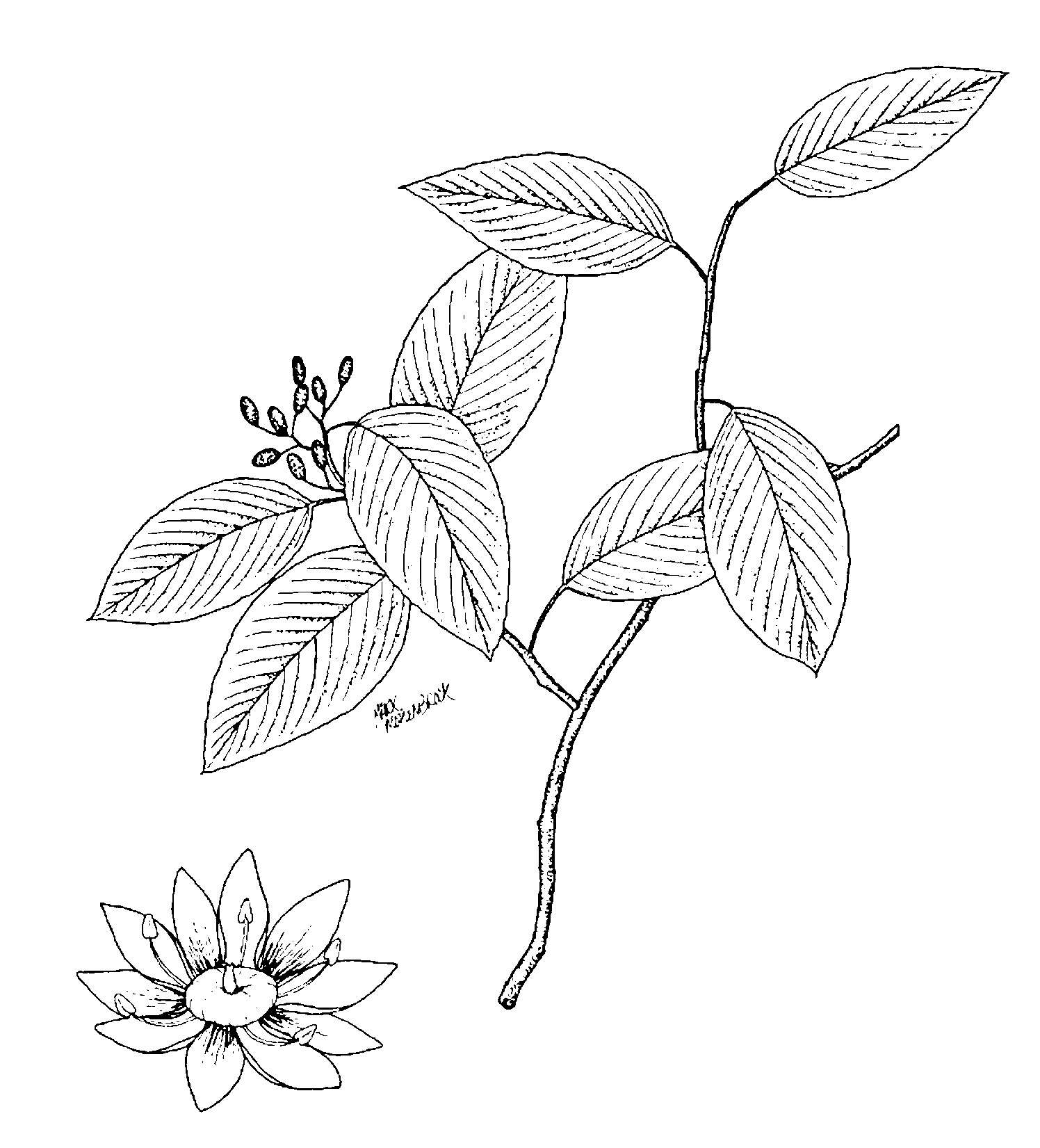 Sivun Berchemia scandens (Hill) K. Koch kuva