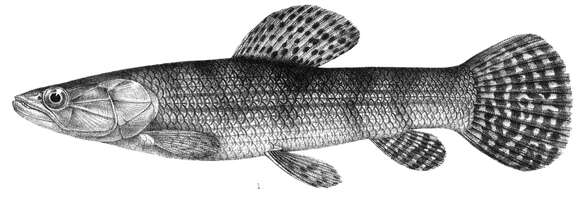 Image of Tiger fish