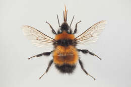 Слика од Bombus hyperboreus Schönherr 1809