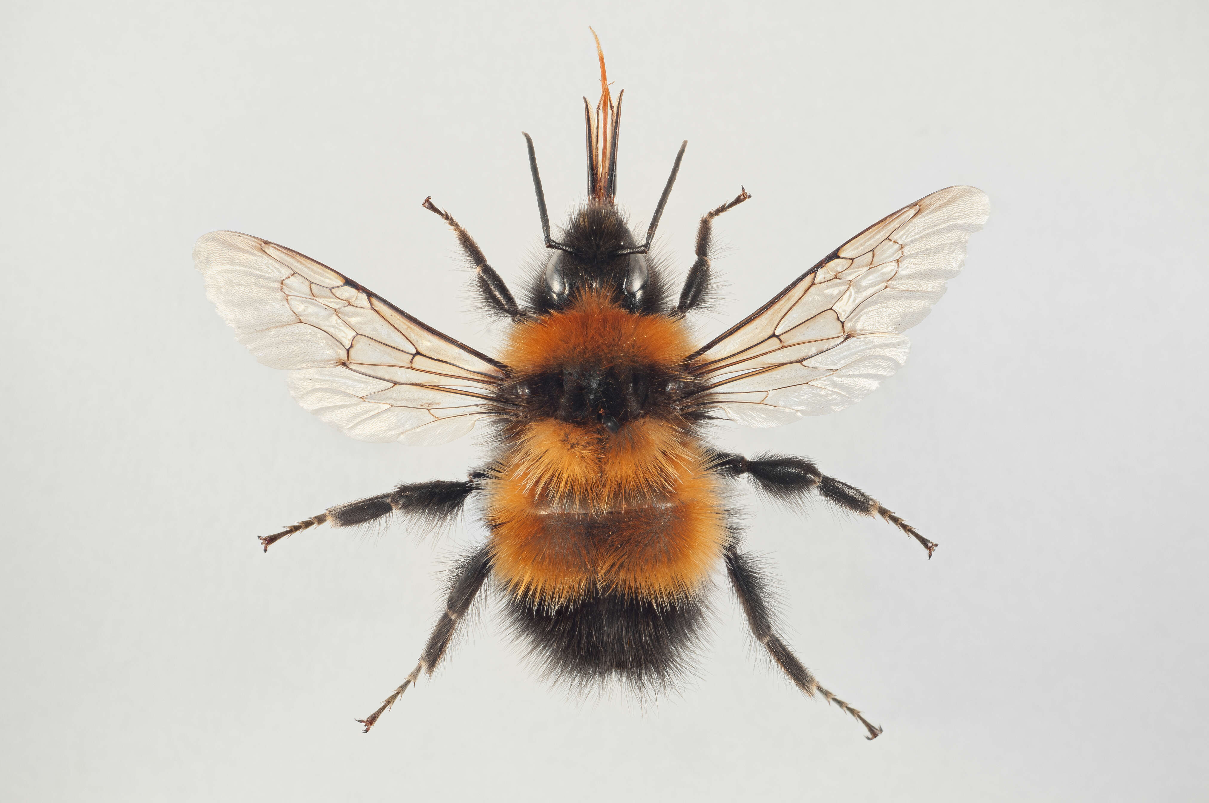 Image of High Arctic Bumble Bee