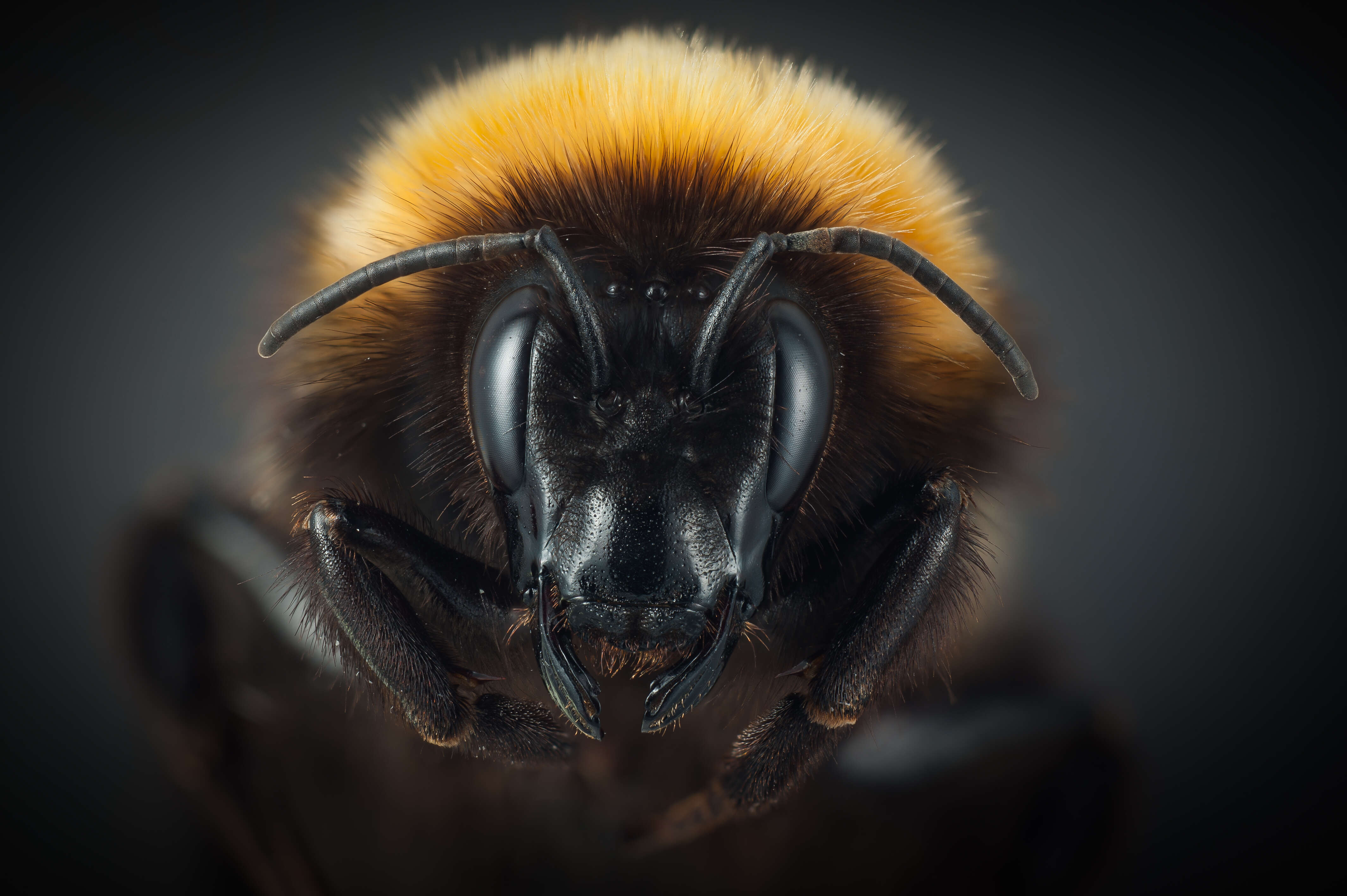 Image of High Arctic Bumble Bee