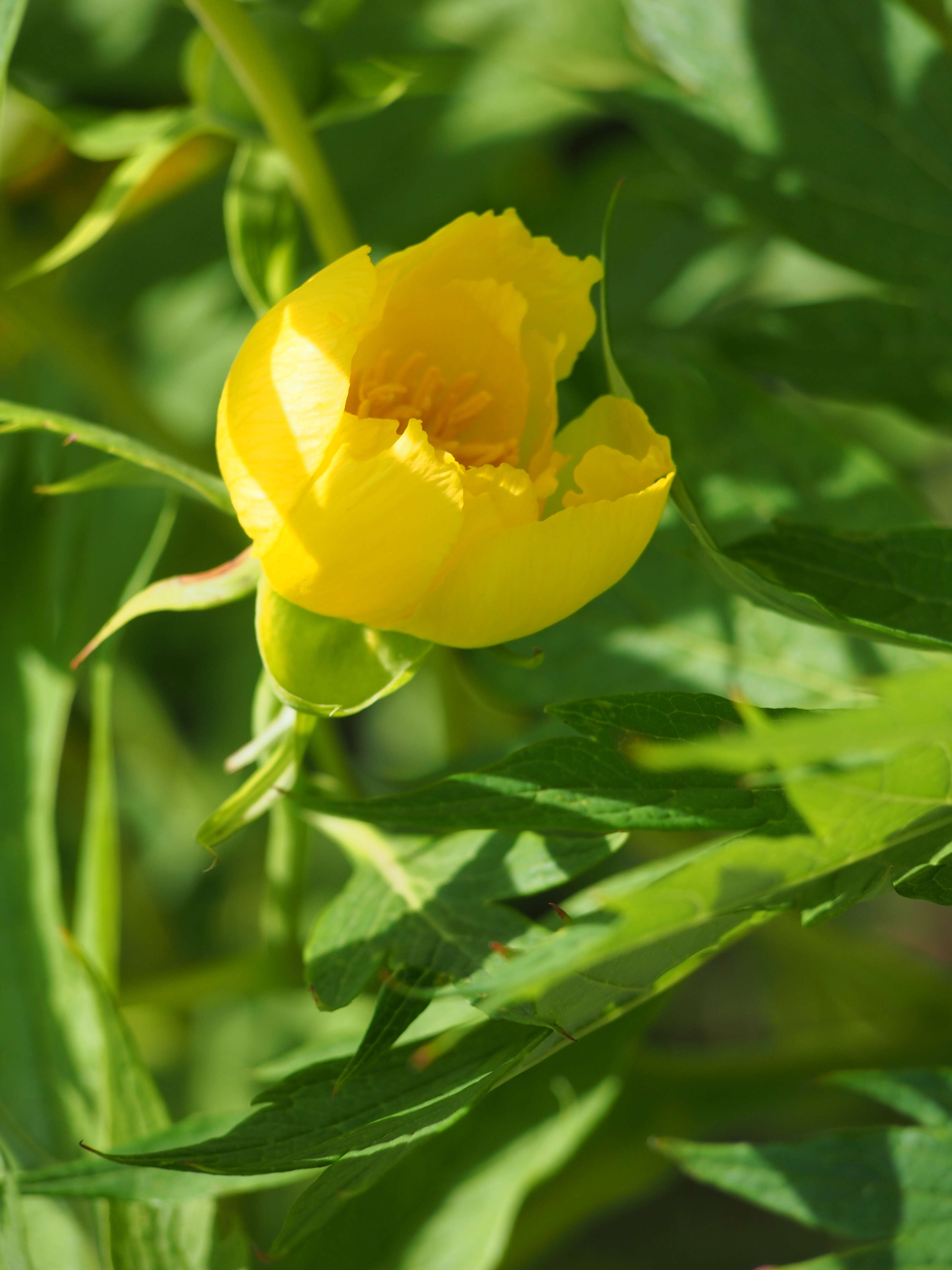 Слика од Paeonia delavayi subsp. ludlowii (Stern & G. Taylor) B. A. Shen