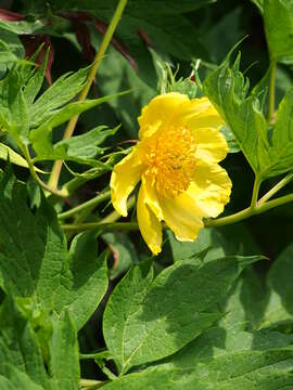 Слика од Paeonia delavayi subsp. ludlowii (Stern & G. Taylor) B. A. Shen