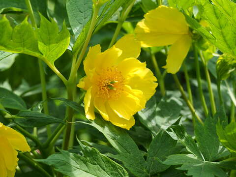 Слика од Paeonia delavayi subsp. ludlowii (Stern & G. Taylor) B. A. Shen