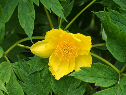 Слика од Paeonia delavayi subsp. ludlowii (Stern & G. Taylor) B. A. Shen