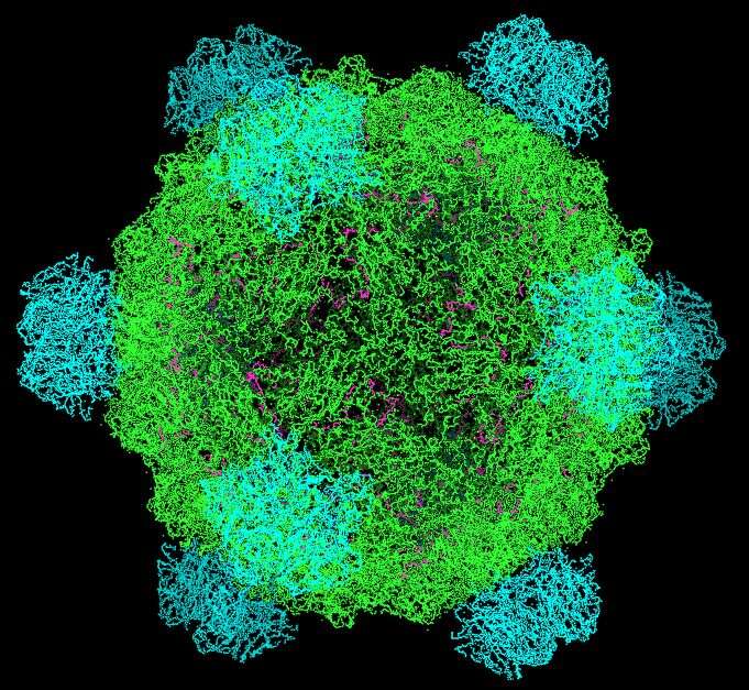 Imagem de Enterobacteria phage phiX174