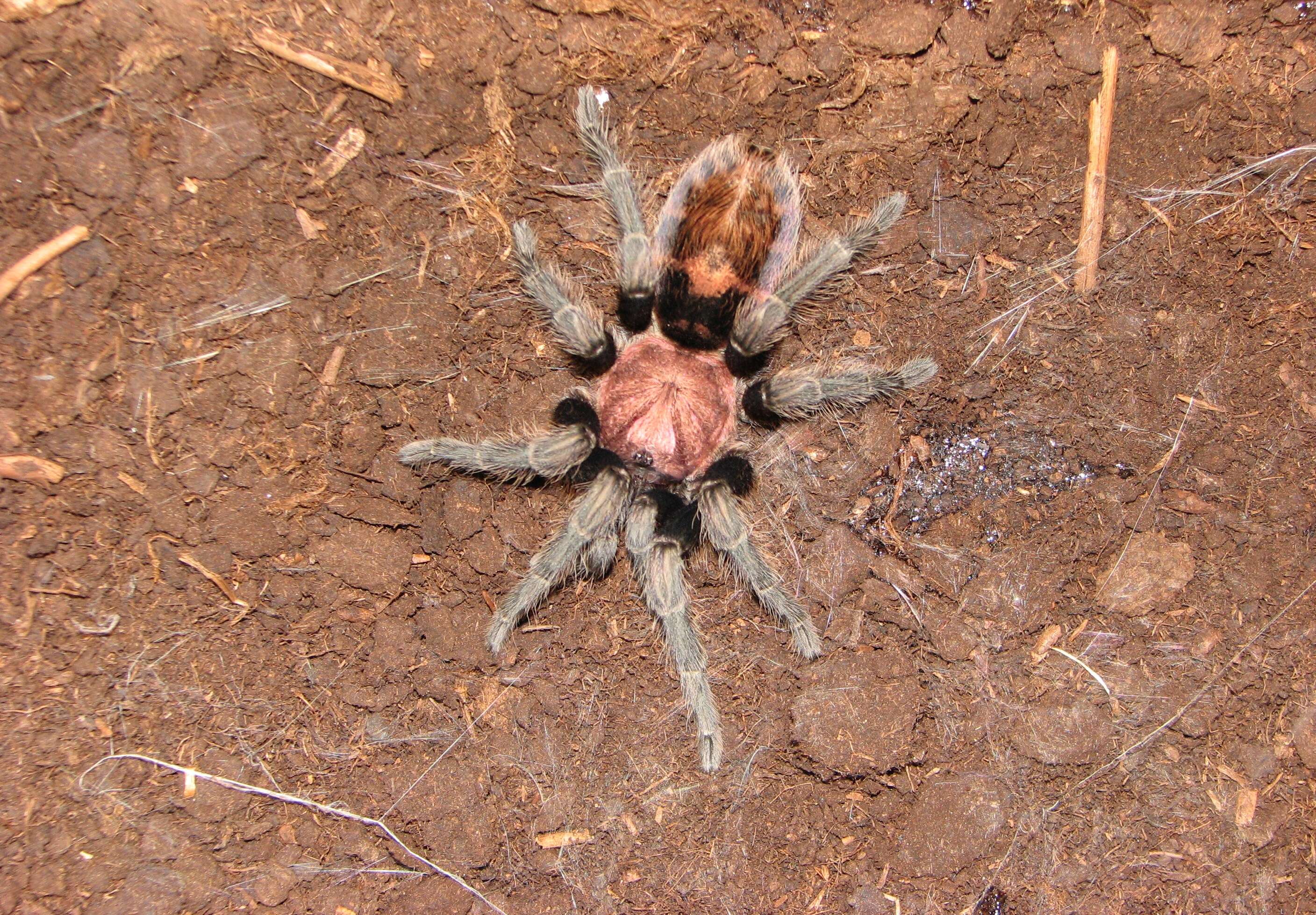 Image of Cyclosternum fasciatum