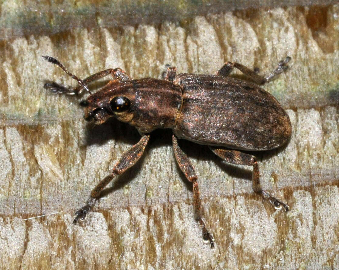 Image of Pea Leaf Weevil